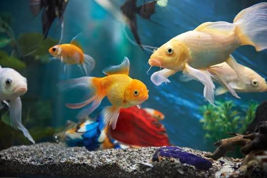 fish picture